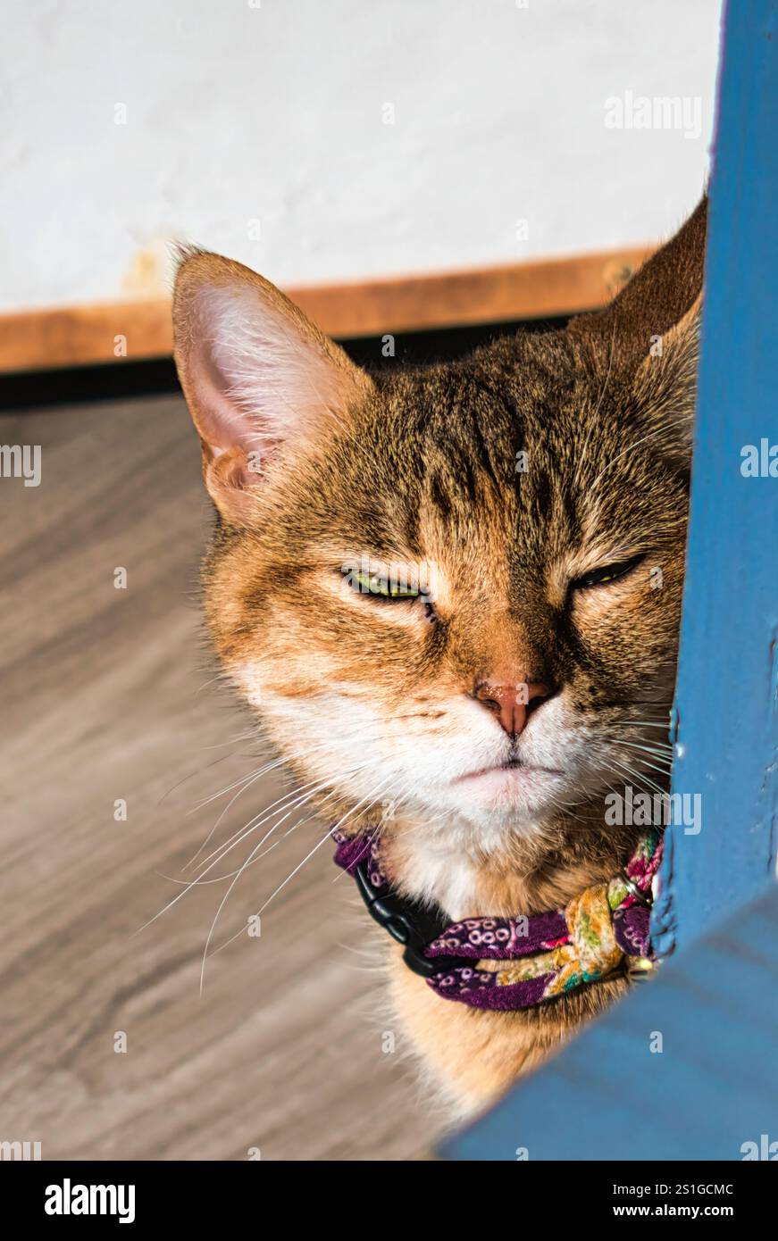 Nahaufnahme einer entspannten Tabby-Katze hinter einem Türrahmen Eine ruhige Tabby-Katze mit einem bunten gemusterten Kragen zieht sich hinter einem Türrahmen und sonnt sich. Stockfoto