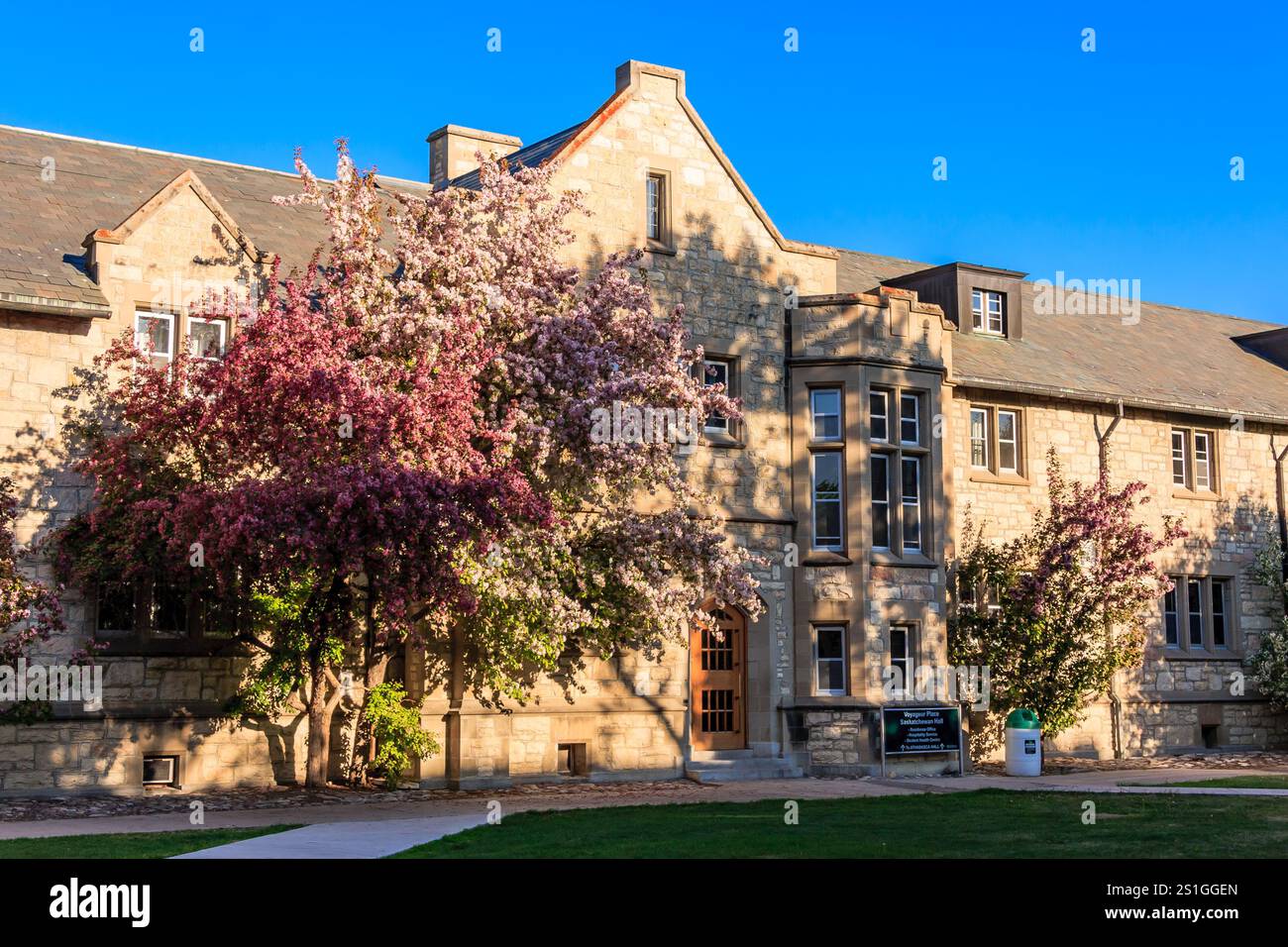 Ein großes Gebäude mit einem großen Baum davor. Auf dem Baum sind rosa Blüten Stockfoto
