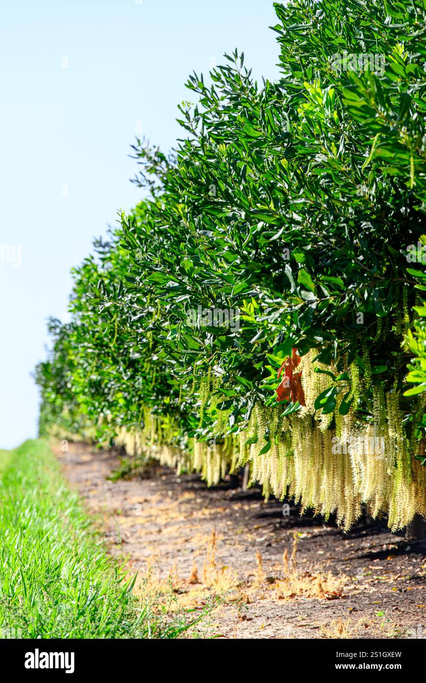 Macadamia Nussbaum Bäume Bauernhof Obstgarten, australische einheimische Busch Lebensmittel, Gesundheit gesunde Öl Landwirtschaft, Landwirtschaft Landwirtschaft Stockfoto