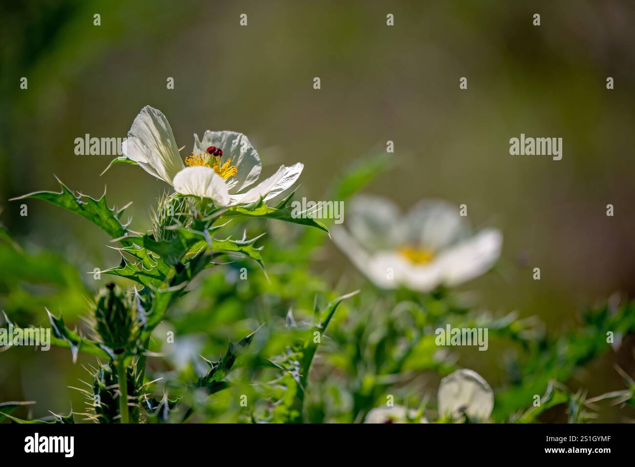 Mexikanischer Stachelmohn, Blumenstrauch, invasives Unkraut, Bedrohung durch Umweltschädlinge, Queensland Australien Stockfoto