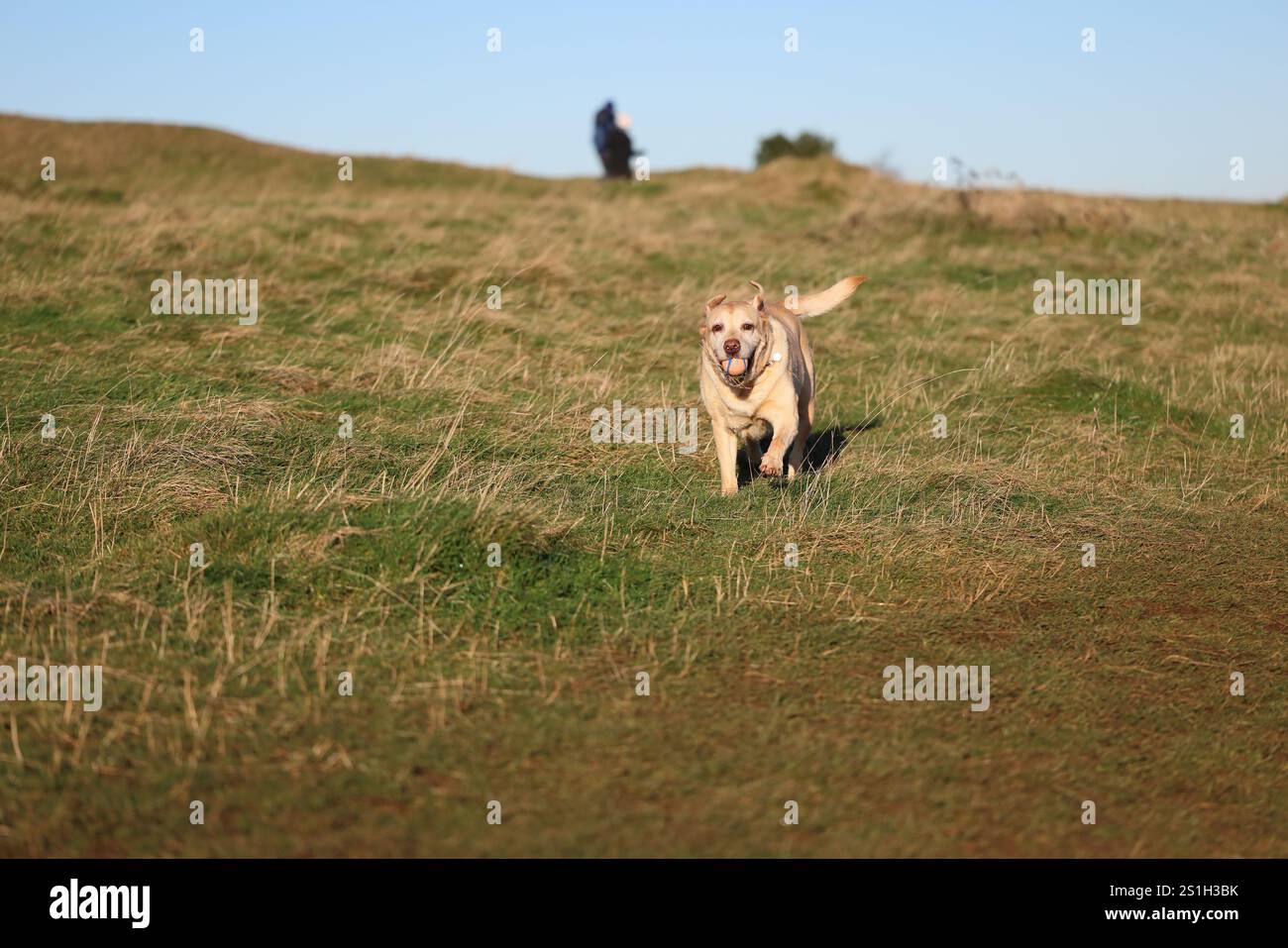 Labrador macht einen Spaziergang auf dem Selsley Common Stockfoto