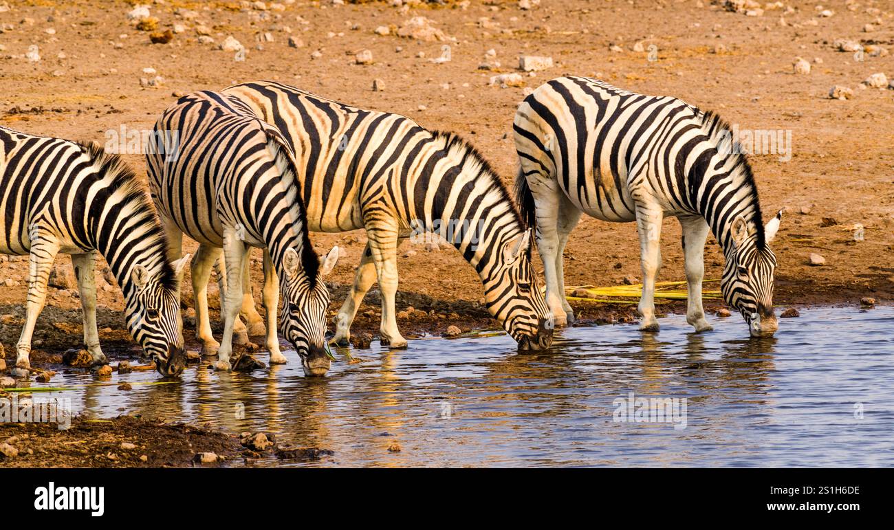 Gruppe Zebras trinkt in einem Wasserloch, Namibia, Afrika Stockfoto