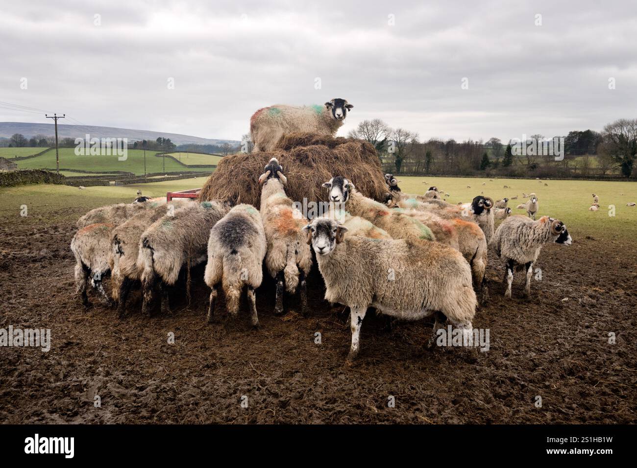 Swaledale züchtet Schafe um eine Heuhacke in Austwick, North Yorkshire, Großbritannien Stockfoto