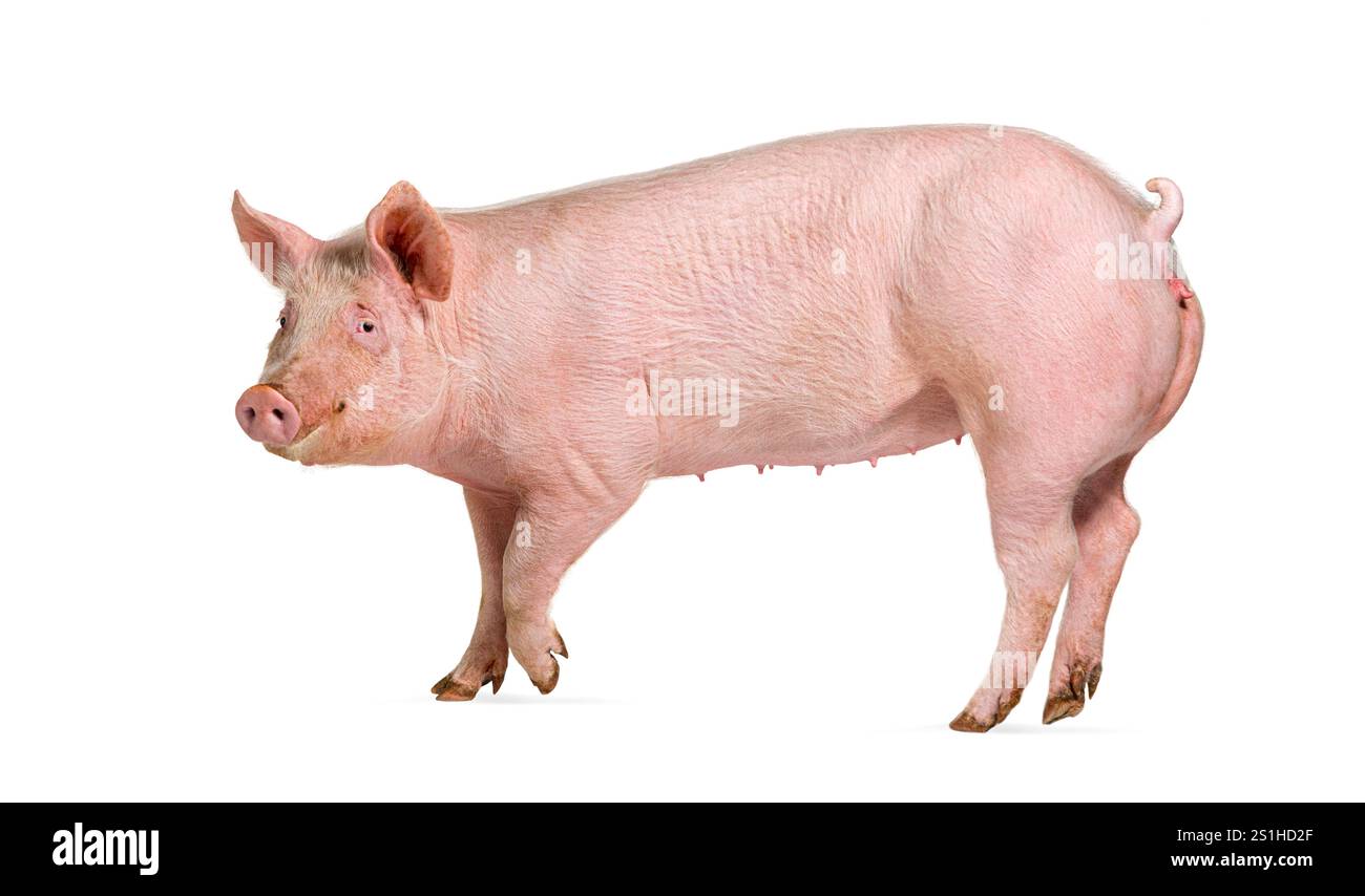 Seitenansicht eines Hausschweins, isoliert auf weiß Stockfoto