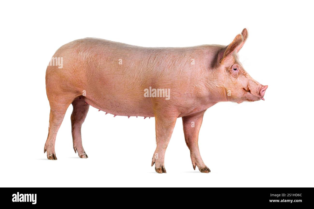 Seitenansicht eines Hausschweins, isoliert auf weiß Stockfoto