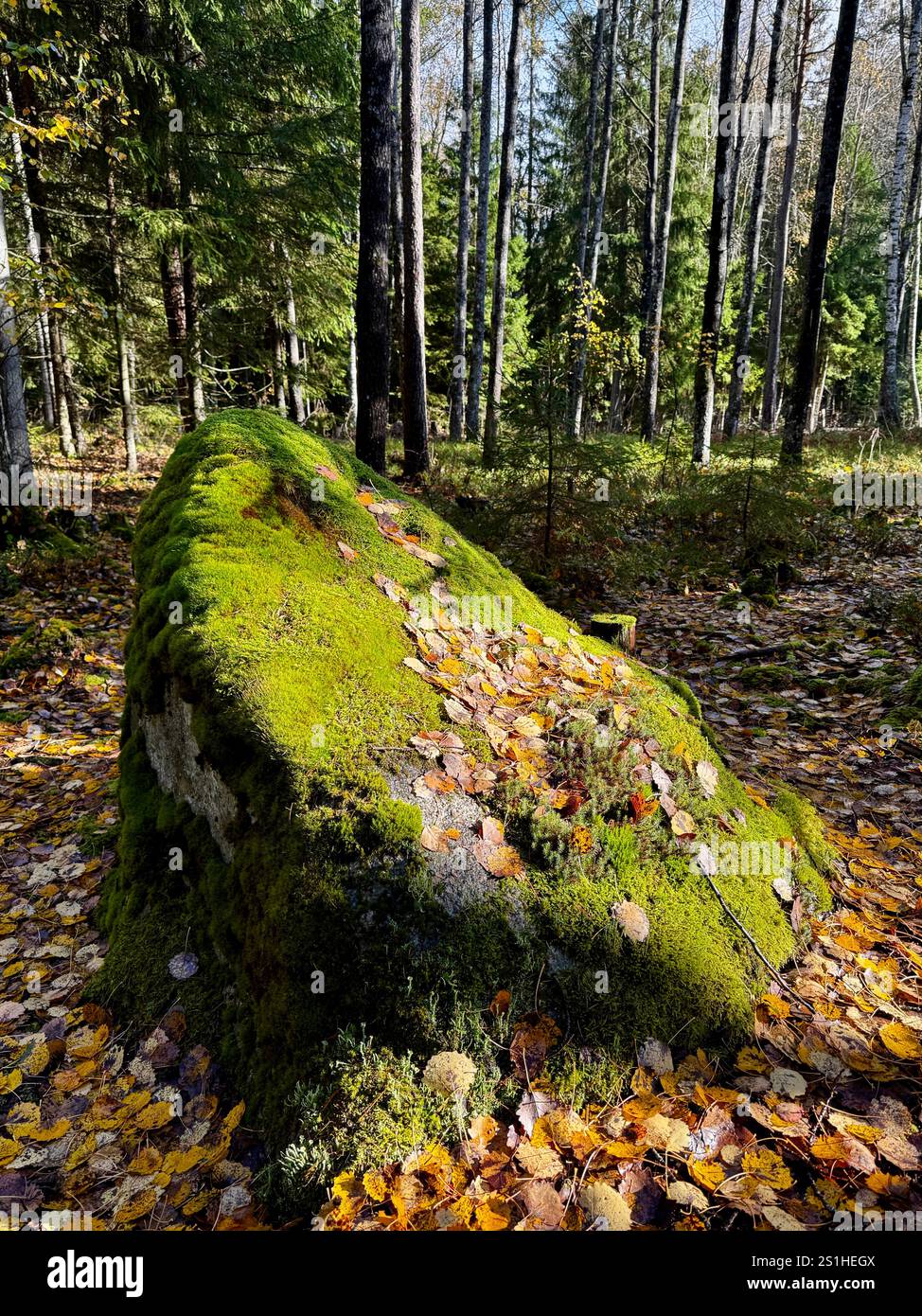 Moosbedeckte Felsen in einem finnischen Herbstwald, geschmückt mit verstreuten Blättern, die die Harmonie der Natur und Farben hervorheben - Smartphone-aufgenommenes Stockfoto
