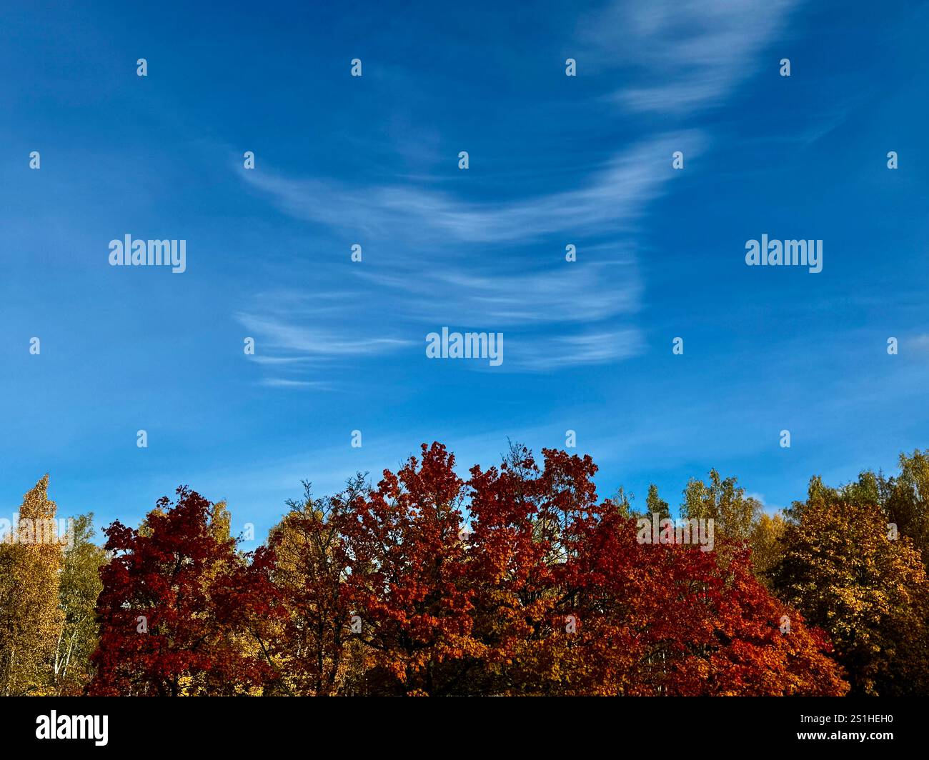 Leuchtend rote und gelbe Herbstbäume unter einem leuchtend blauen Himmel mit einem hellen Schmieren weißer Wolken, die die lebhaften saisonalen Farben Finnlands einfangen - Smartphone-aufgenommenes Stockfoto