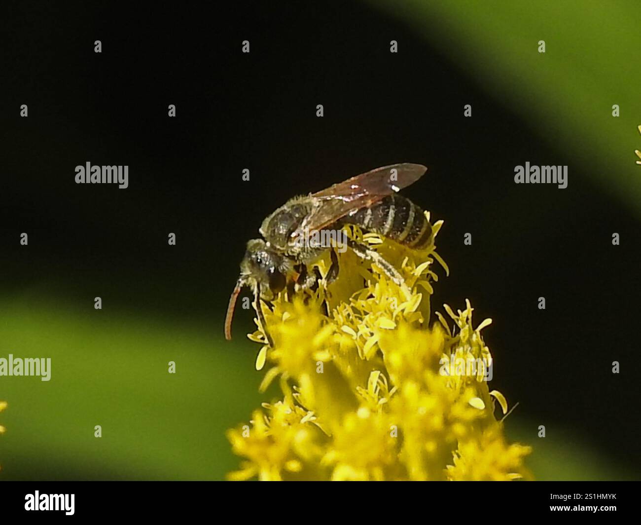 Ligated Furrow Bee (Halictus ligatus) Stockfoto