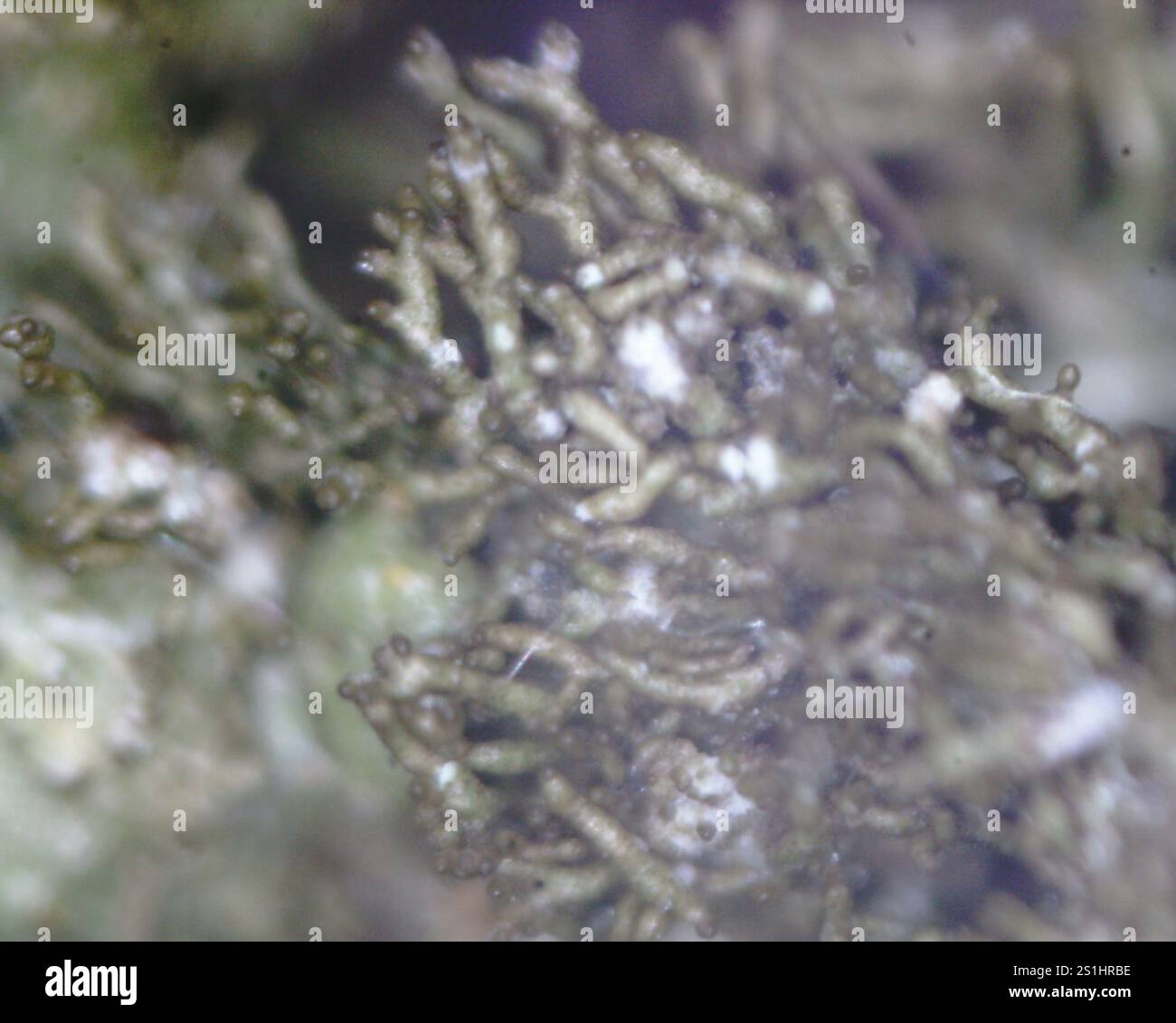 Polierte Tarnflechte (Melanelixia glabratula) Stockfoto