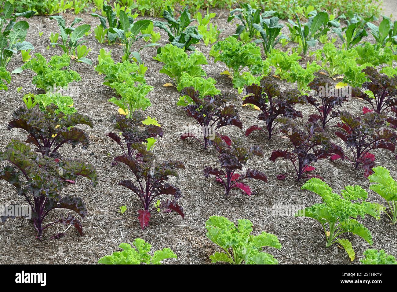 Gemischte Brassica oleracea- oder Grünkohl-Pflanzen, einschließlich roter und grüner Lockenarten, die im britischen Garten im Juli angebaut werden Stockfoto
