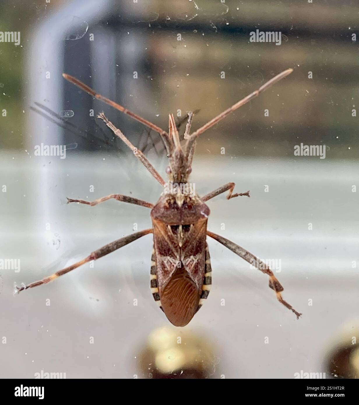 Westlichen Nadelbaum Samen Bug (Leptoglossus Occidentalis) Stockfoto