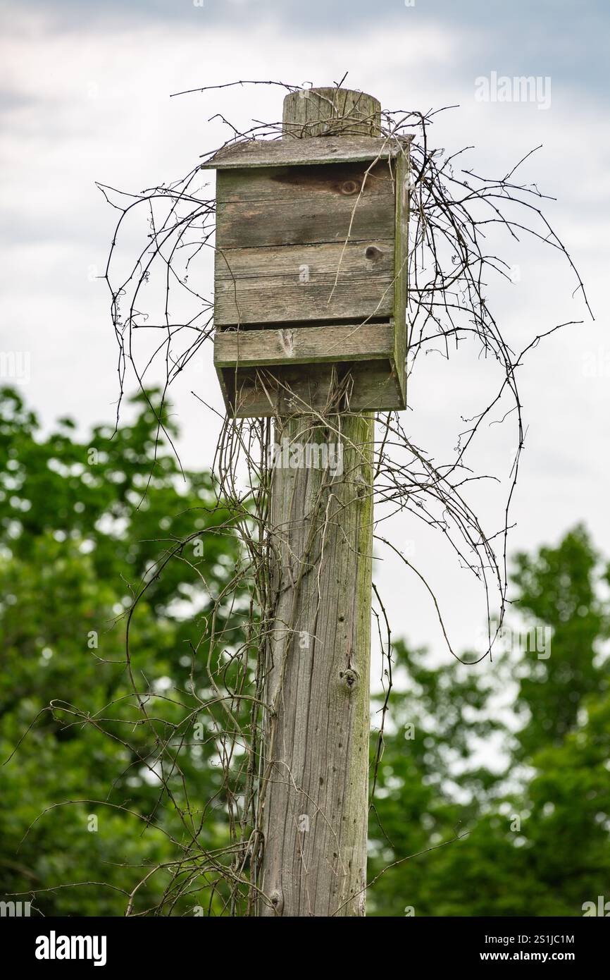 Eine hölzerne Fledermausnistbox steht im Metea County Park in der Nähe von Fort Wayne, Indiana, USA. Stockfoto