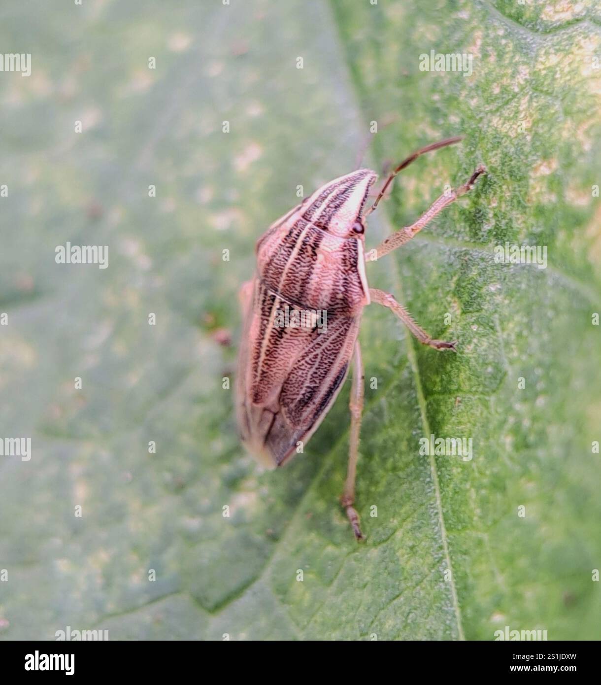 Bischof's Gehrungsschild Bug (Aelia acuminata) Stockfoto