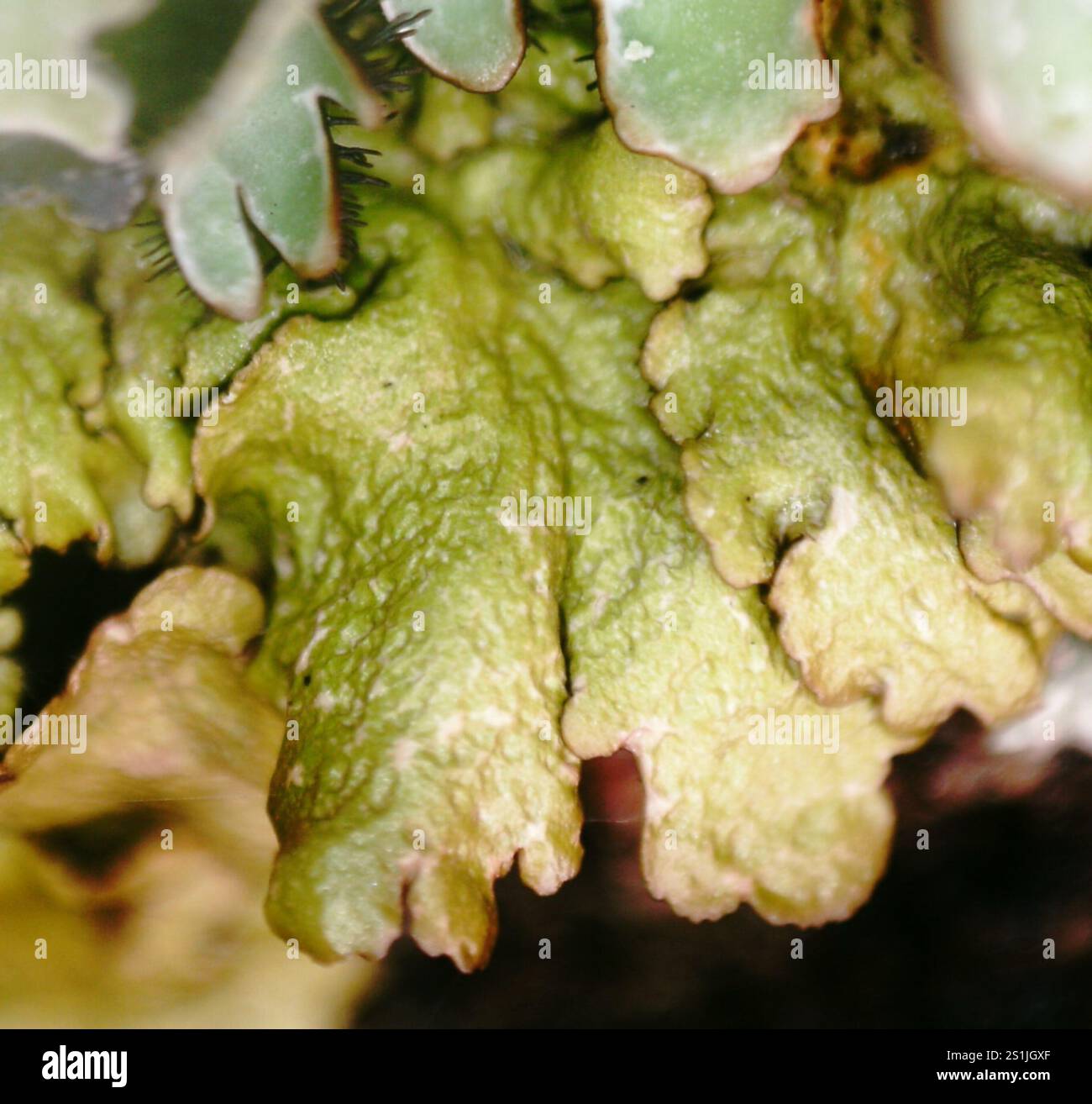 Polierte Tarnflechte (Melanelixia glabratula) Stockfoto