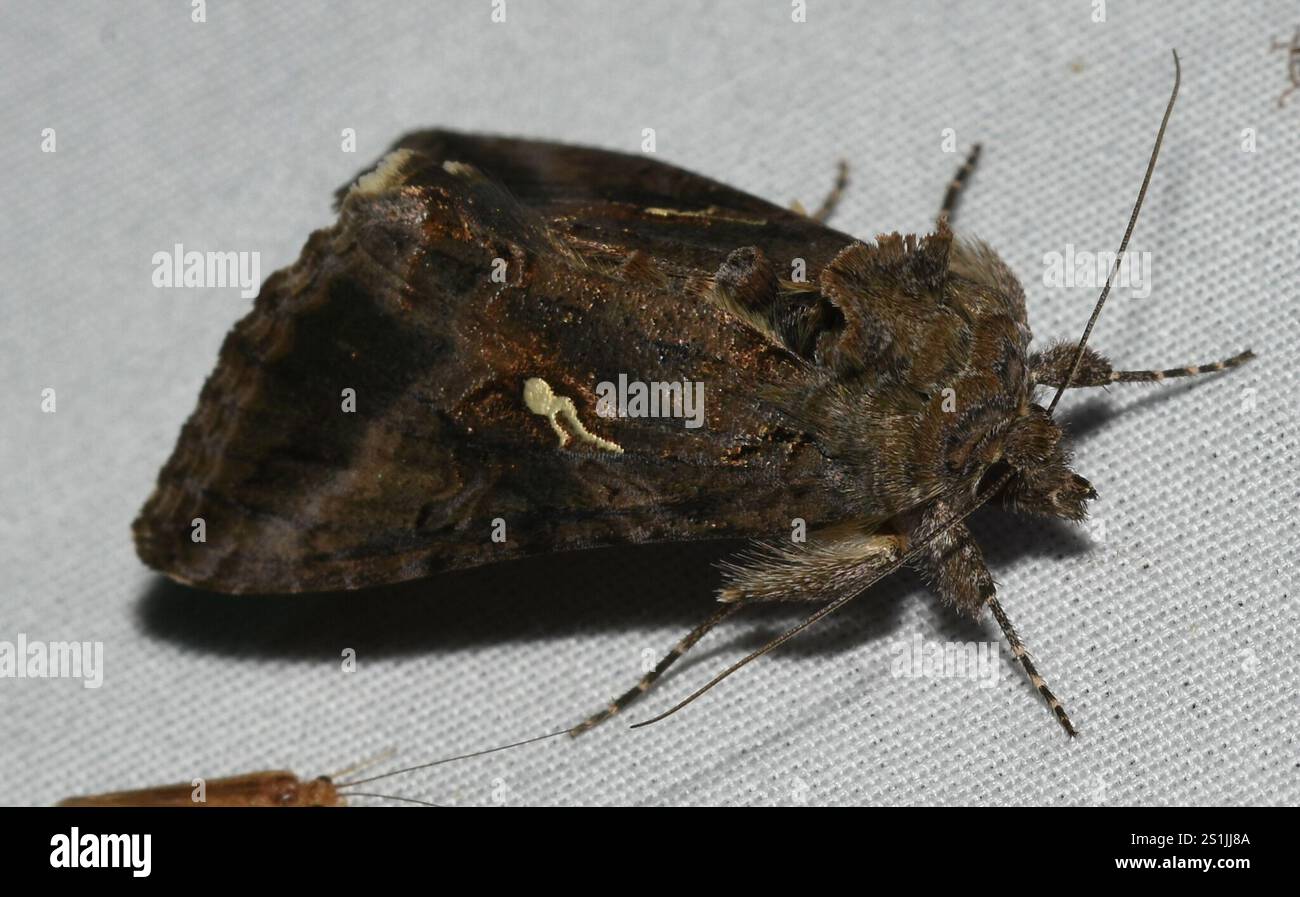 Graue Looper Motte (Rachiplusia ou) Stockfoto