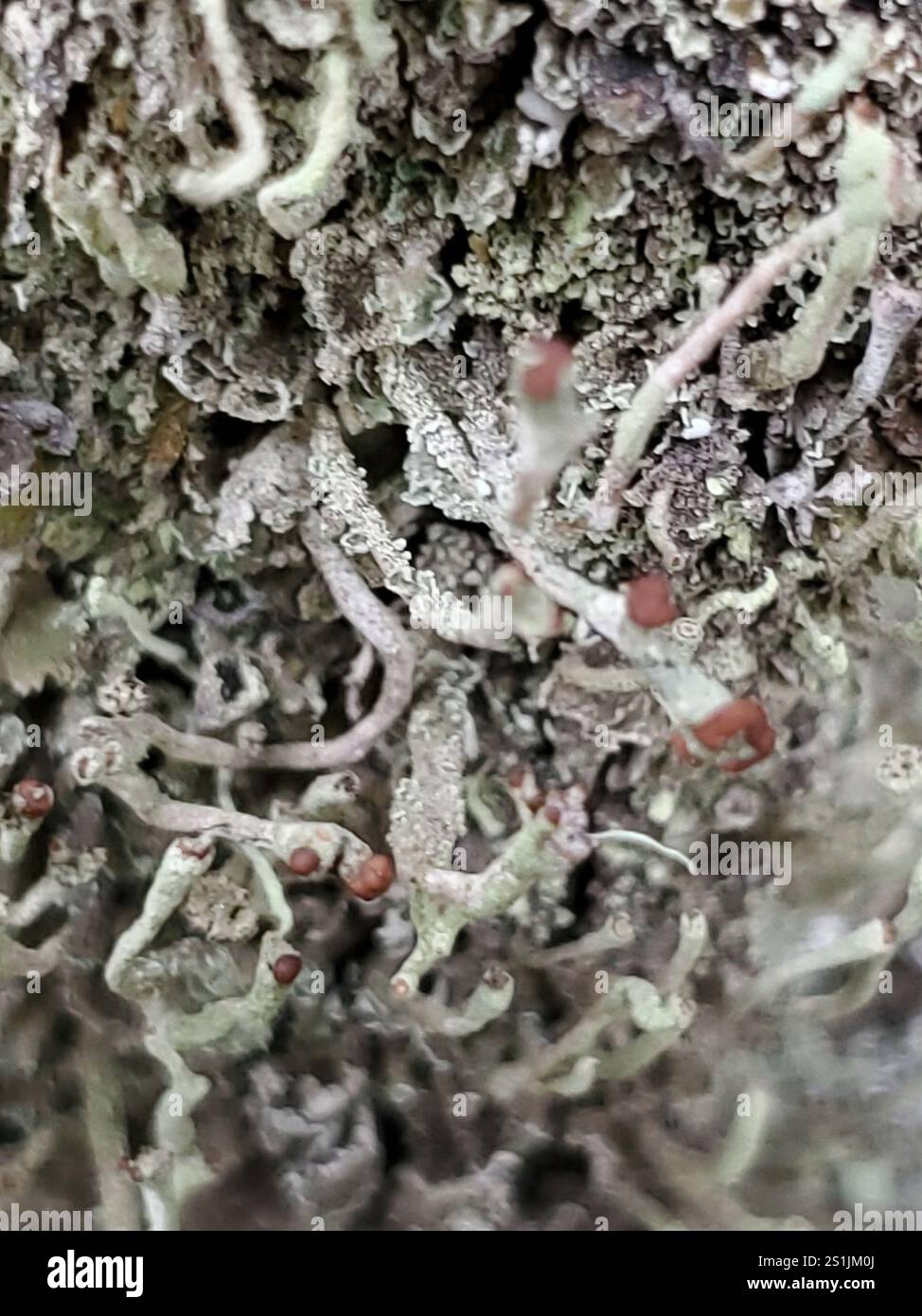Britische Soldatenflechte (Cladonia cristatella) Stockfoto