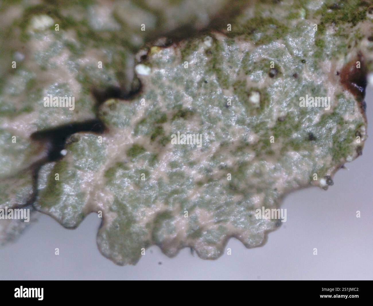 Polierte Tarnflechte (Melanelixia glabratula) Stockfoto