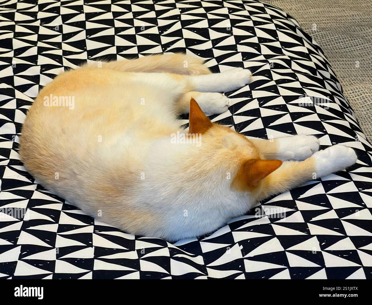 Siamkatze liegt auf dem Bett. - Smartphone-aufgenommenes Stockfoto