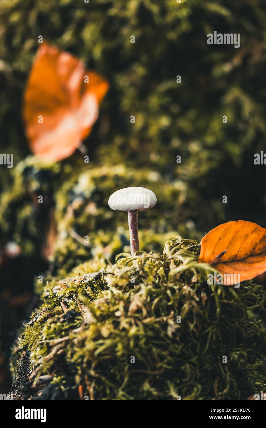Einzelner Pilz im Moos im Herbstwald, vertikal Stockfoto