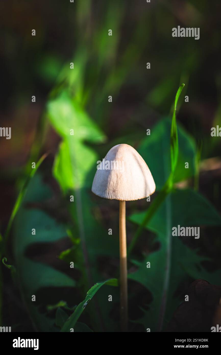 Einzelner Pilz zwischen grünen Blättern im Herbstwald, vertikal Stockfoto