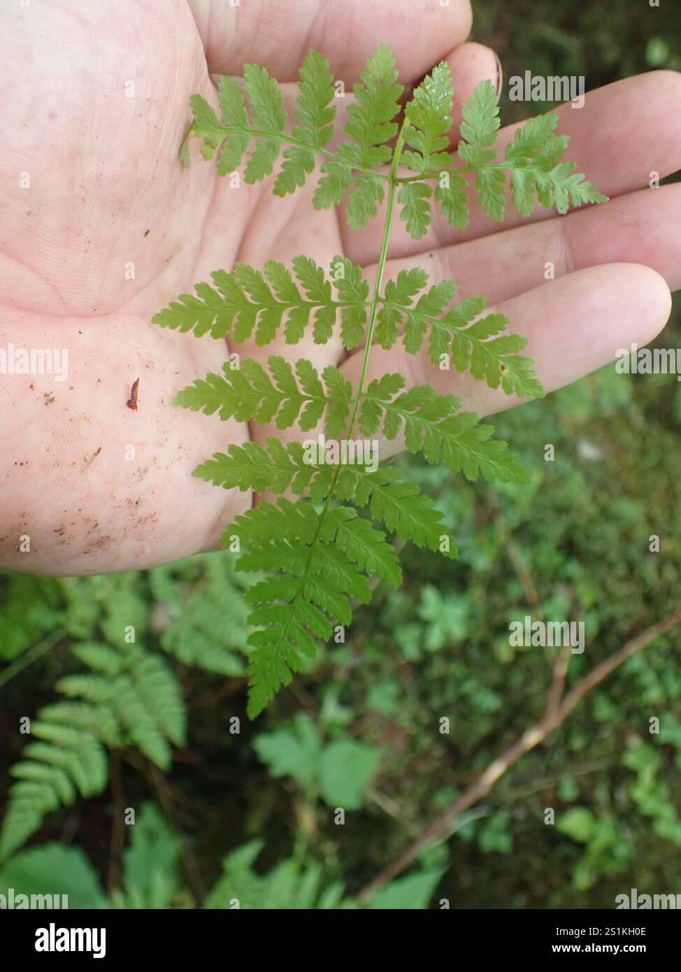 Holzfarn ausstreuen (Dryopteris expansa) Stockfoto