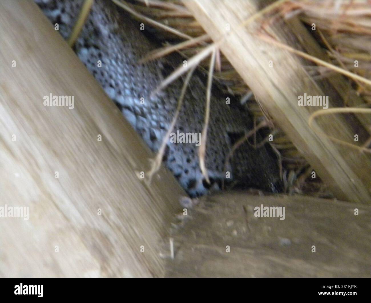 Südafrikanischer Python (Python natalensis) Stockfoto