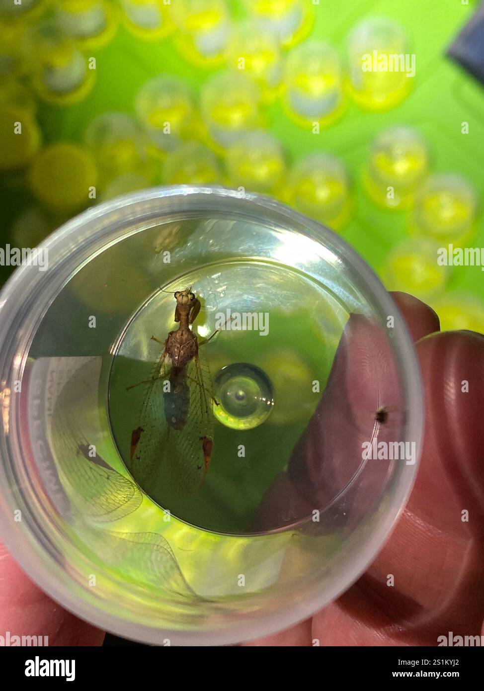 Mantis Schnürung (Ditaxis biseriata) Stockfoto