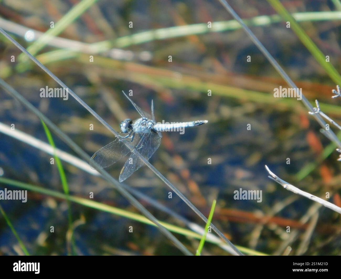 Little Blue Dragonlet (Erythrodiplax minuscula) Stockfoto