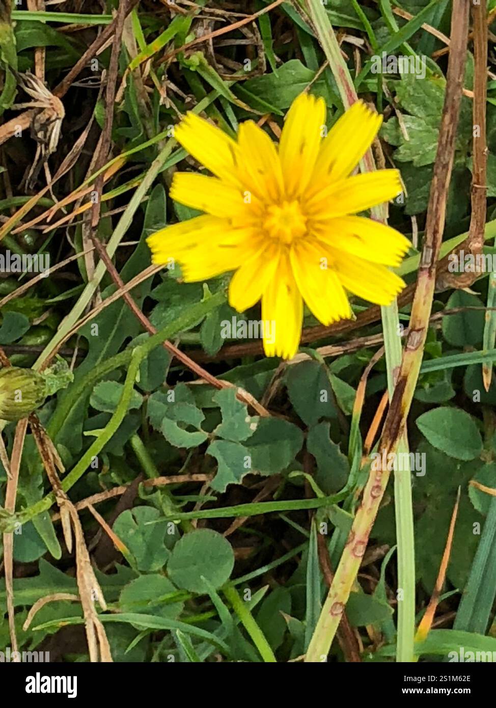 Herbst Hawkbit (Scorzoneroides Autumnalis) Stockfoto