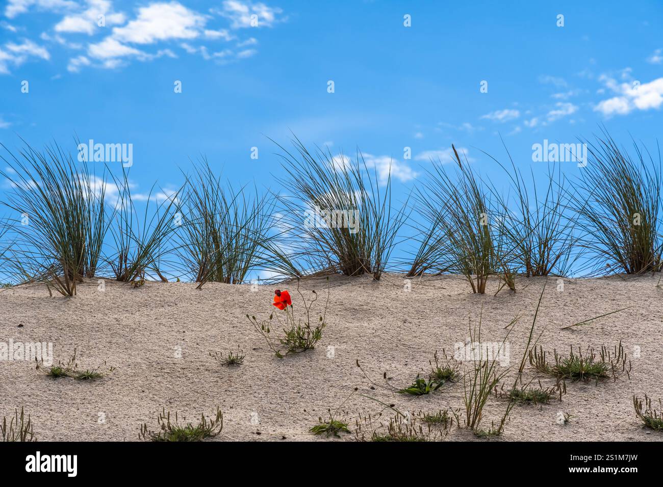 Einzelner Mohn auf einer Sanddüne am Meer, blauer Himmel Stockfoto