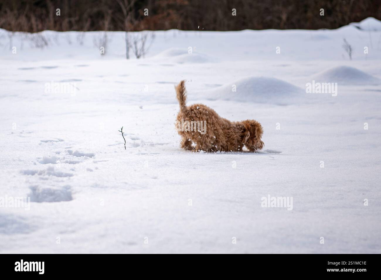 Ein entzückender Hund mit lockigen Haaren, der im Schnee herumtobt, eine ruhige Winterlandschaft erkundet und verspielte Spuren hinterlässt, die Freude und Neugierde in sich bergen Stockfoto