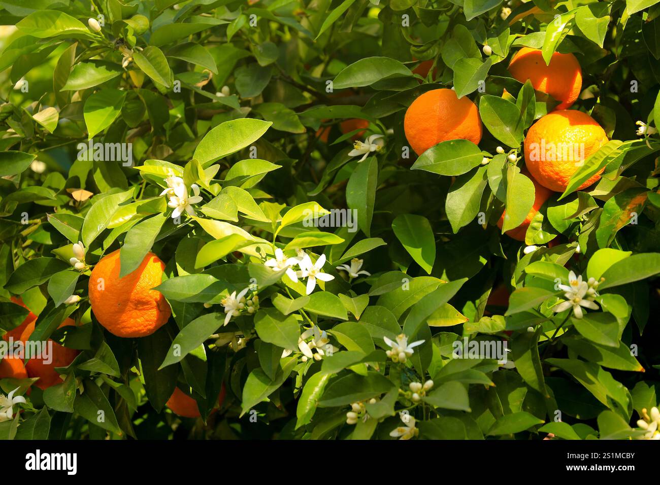 Sevilla Orangen und Orangenblüten wachsen auf Bäumen in Spanien. Stockfoto