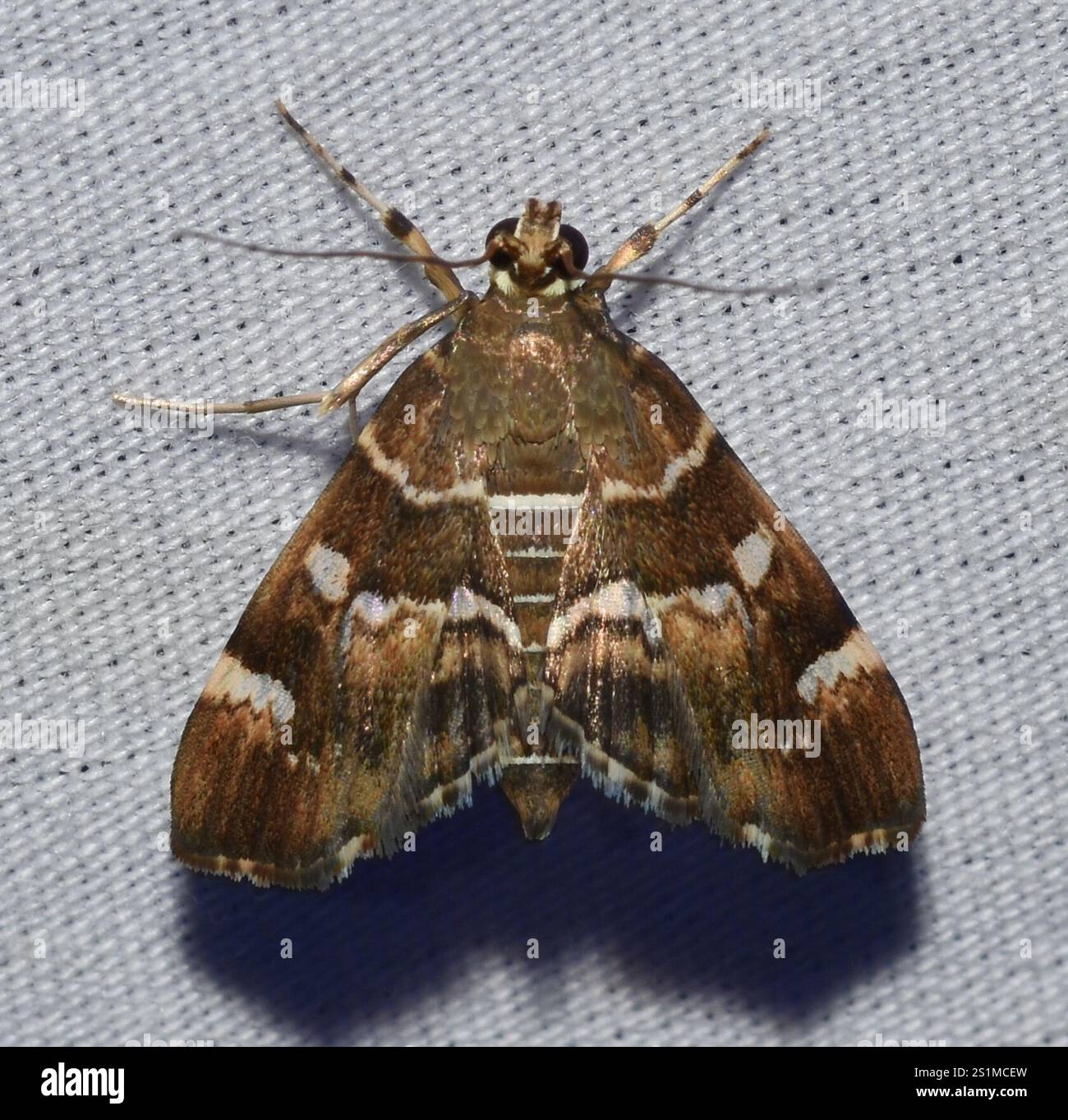 Gefleckte Rüben Webworm Motte (Hymenia perspectalis) Stockfoto