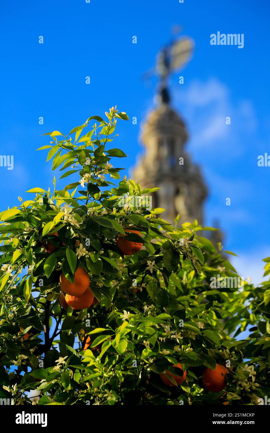 Sevilla Orangen und Orangenblüten wachsen auf Bäumen in Spanien. Stockfoto