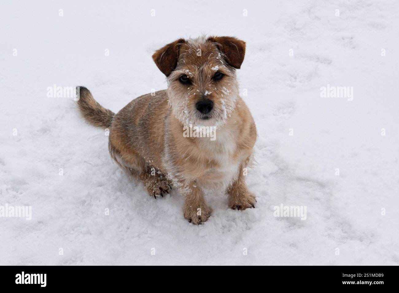 Entzückender kleiner Terrier mit frostigen Barthaaren, die auf Schnee sitzen und einen herzerwärmenden und neugierigen Moment in der ruhigen Winterlandschaft festhalten Stockfoto