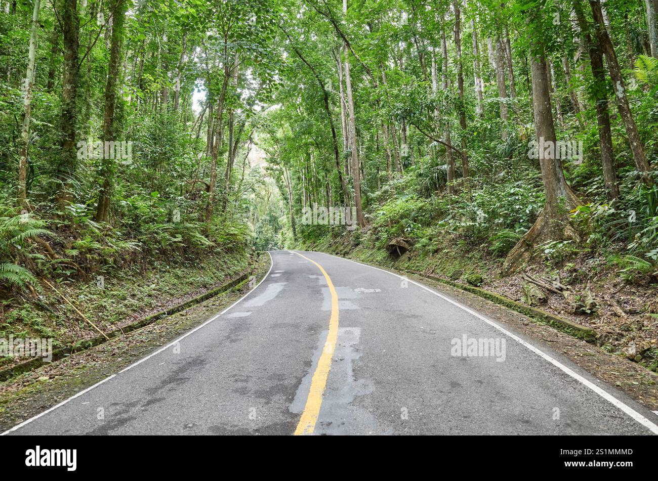 Straße im Bohol Mahagoni Forest, auch bekannt als Bilar man Made Forest, Bohol Island, Philippinen. Stockfoto