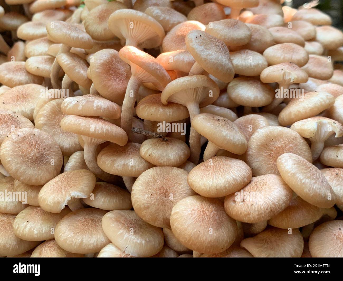 Ringloser Honigpilz (Desarmillaria caespitosa) Stockfoto