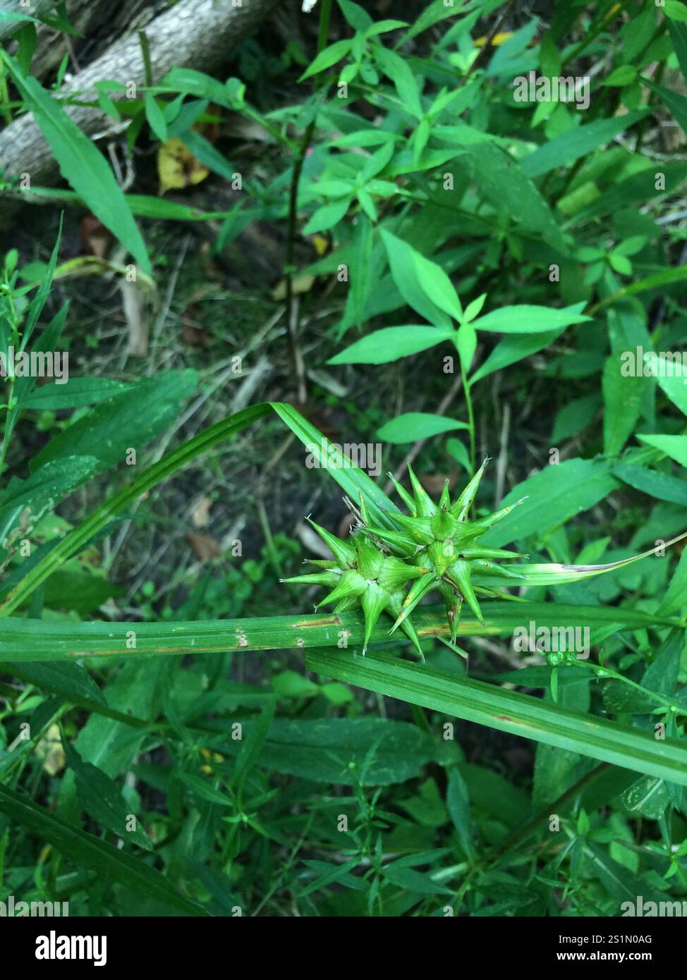 Gray's Segge (Carex gryi) Stockfoto