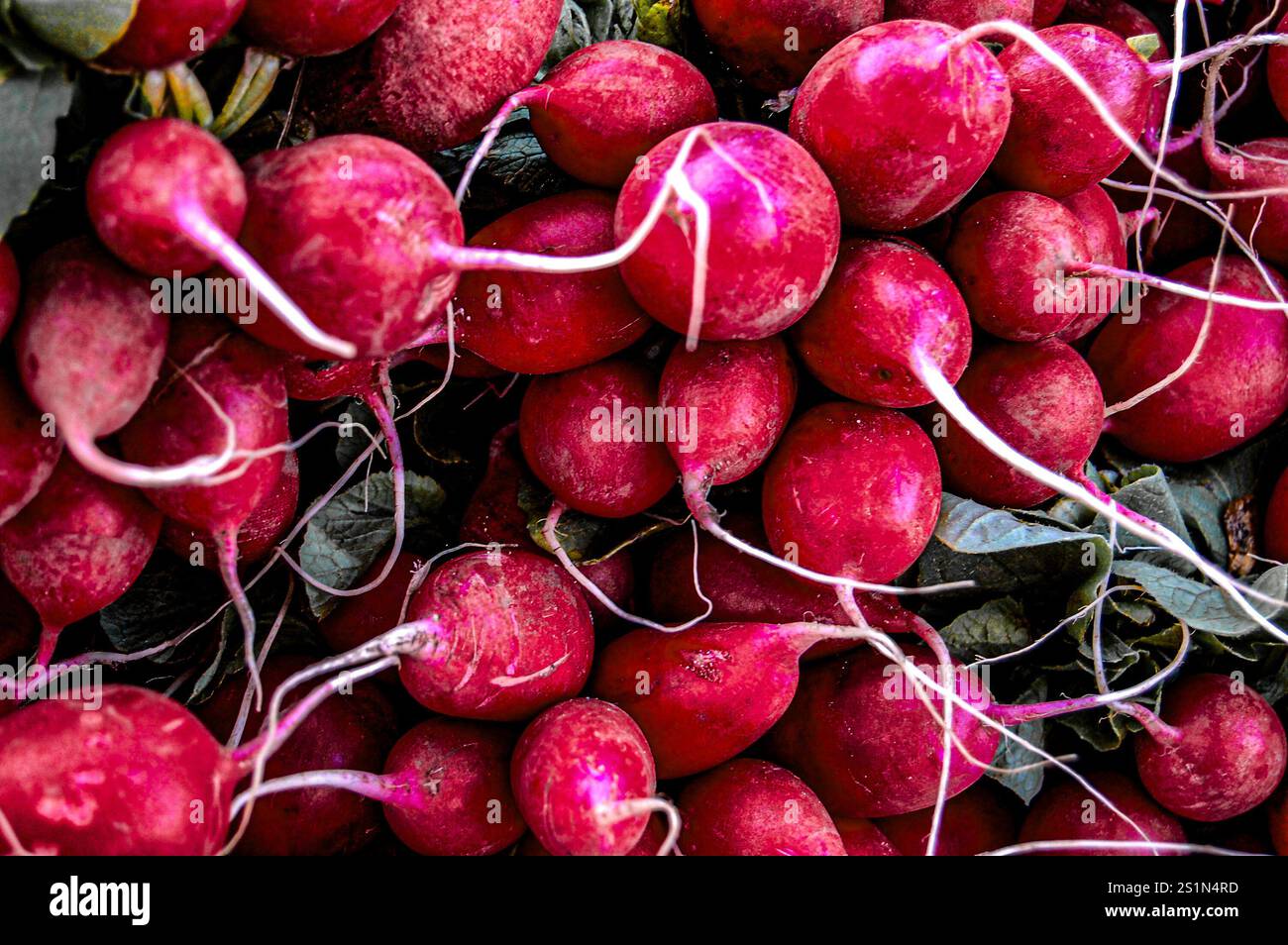 Rote Radieschen sind eine schnell wachsende Ernte in der kühlen Jahreszeit, die für ihren scharfen Geschmack bekannt ist Stockfoto