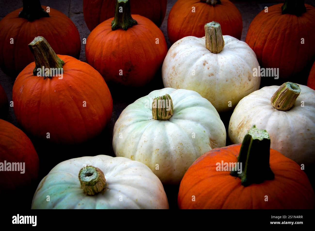 Verschiedene Kürbisse erinnern daran, dass Halloween bald kommt Stockfoto