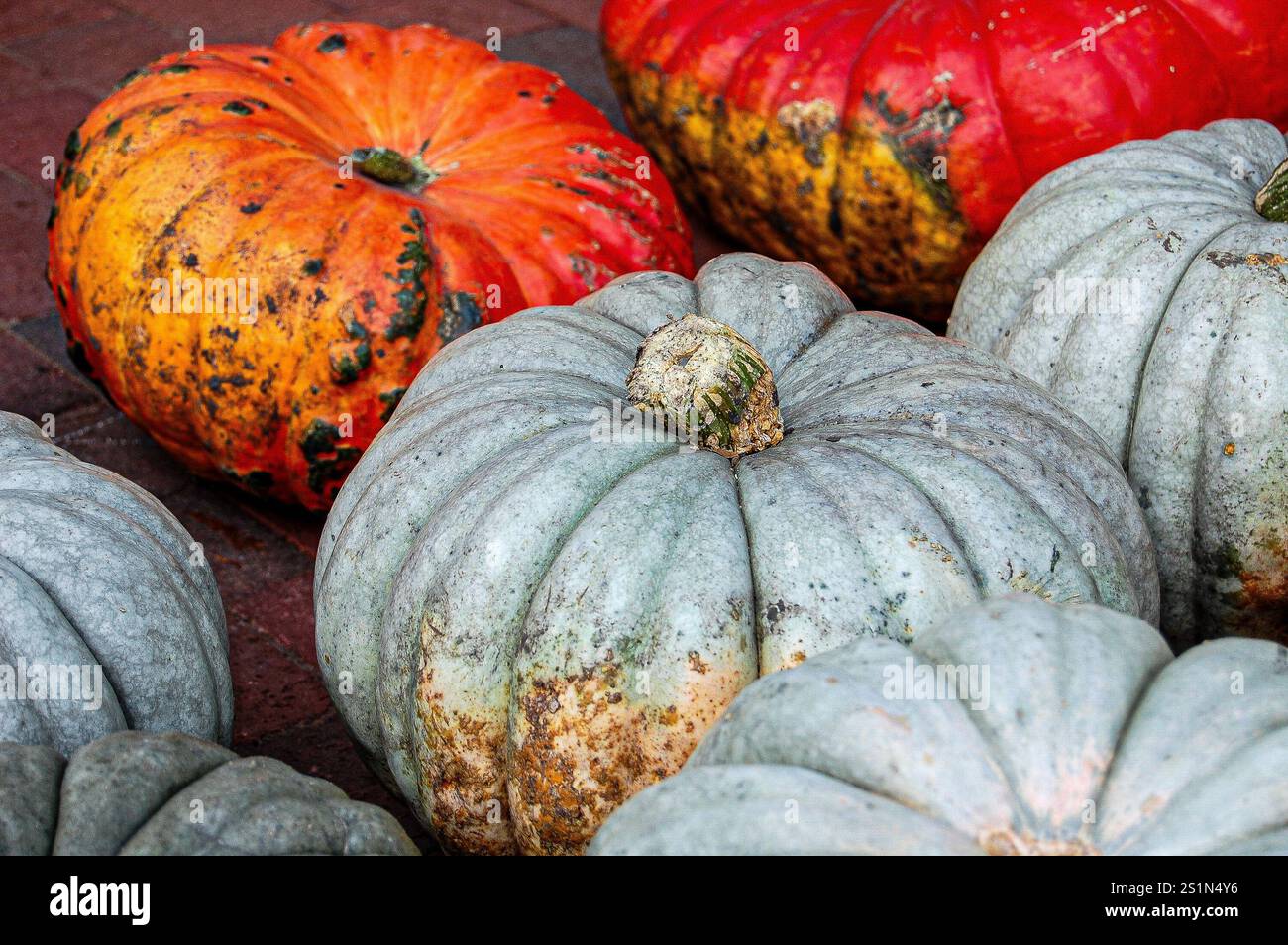 Verschiedene Kürbisse erinnern daran, dass Halloween bald kommt Stockfoto