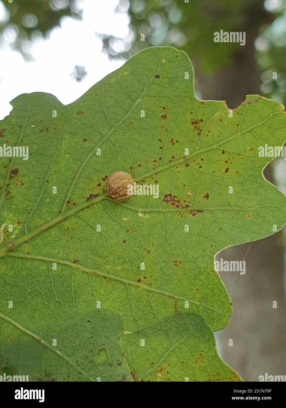 Gestreifte Pea Gall Wasp (Cynips longiventris) Stockfoto