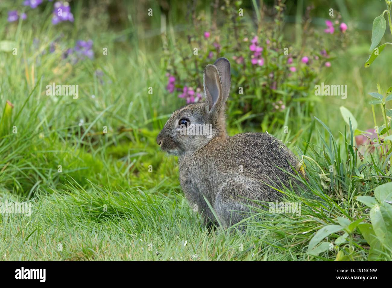 Porträt eines wilden Kaninchens, Oryctolagus cuniculus, der ruhig sitzt, Ohren nach oben und Augenkontakt zwischen langem Gras vor einem Hintergrund aus trübem blauem Purpurrot Stockfoto