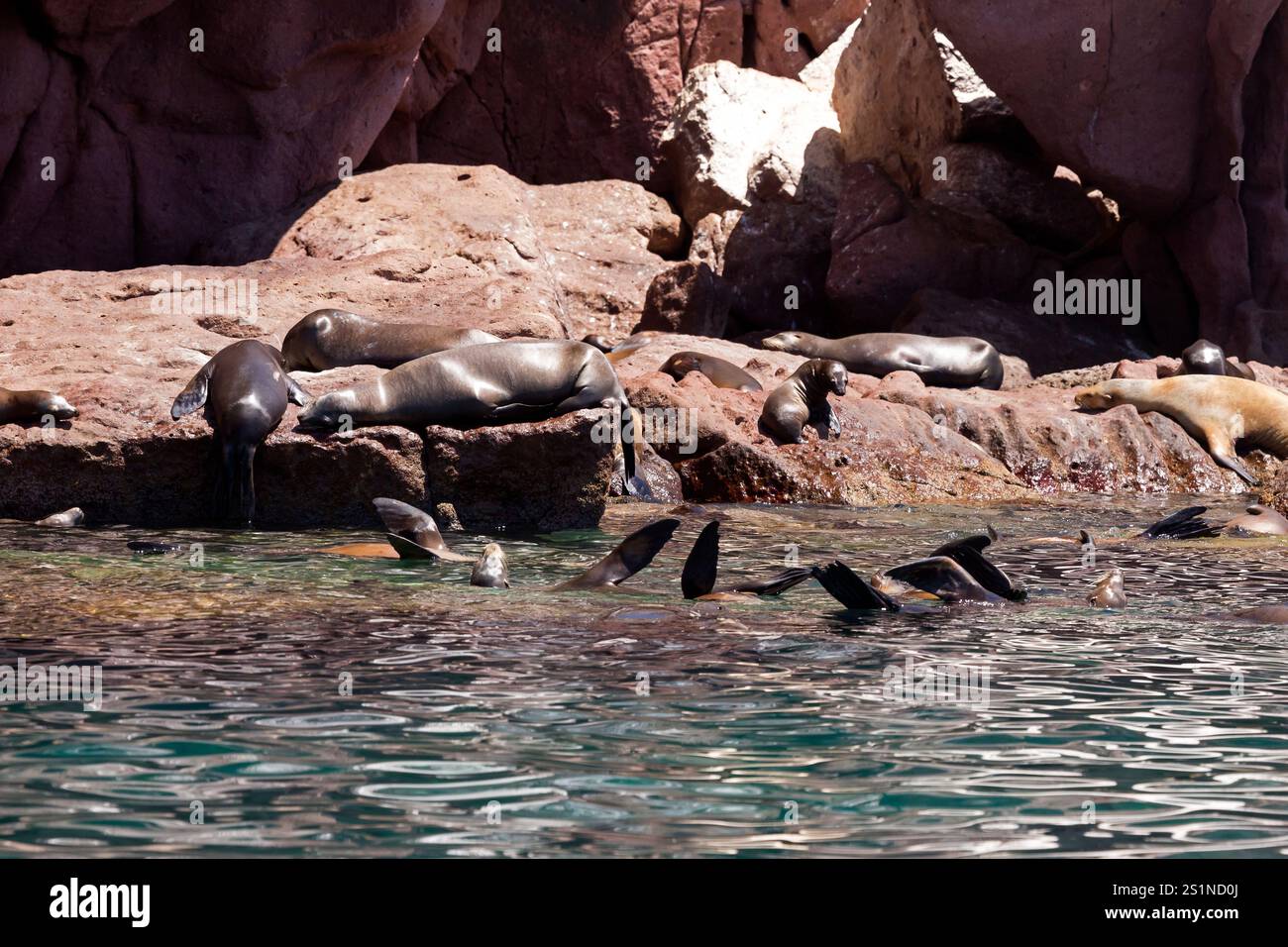 Seelöwen auf der Insel La Lobera, in der Nähe der Insel Partida, Baja California, Mexiko. Stockfoto