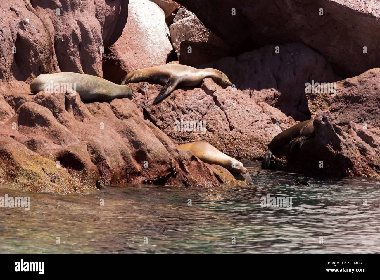 Seelöwen auf der Insel La Lobera, in der Nähe der Insel Partida, Baja California, Mexiko. Stockfoto