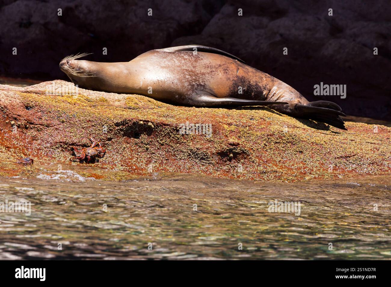 Seelöwen auf der Insel La Lobera, in der Nähe der Insel Partida, Baja California, Mexiko. Stockfoto
