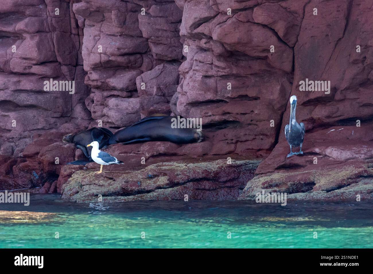 Seelöwen auf der Insel La Lobera, in der Nähe der Insel Partida, Baja California, Mexiko. Stockfoto