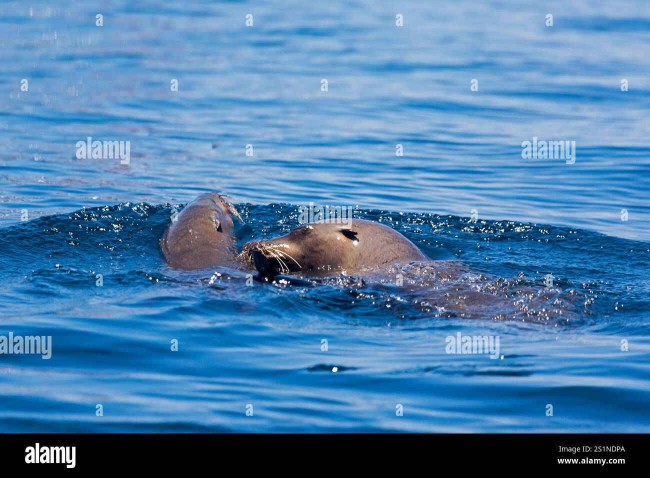Seelöwen auf der Insel La Lobera, in der Nähe der Insel Partida, Baja California, Mexiko. Stockfoto