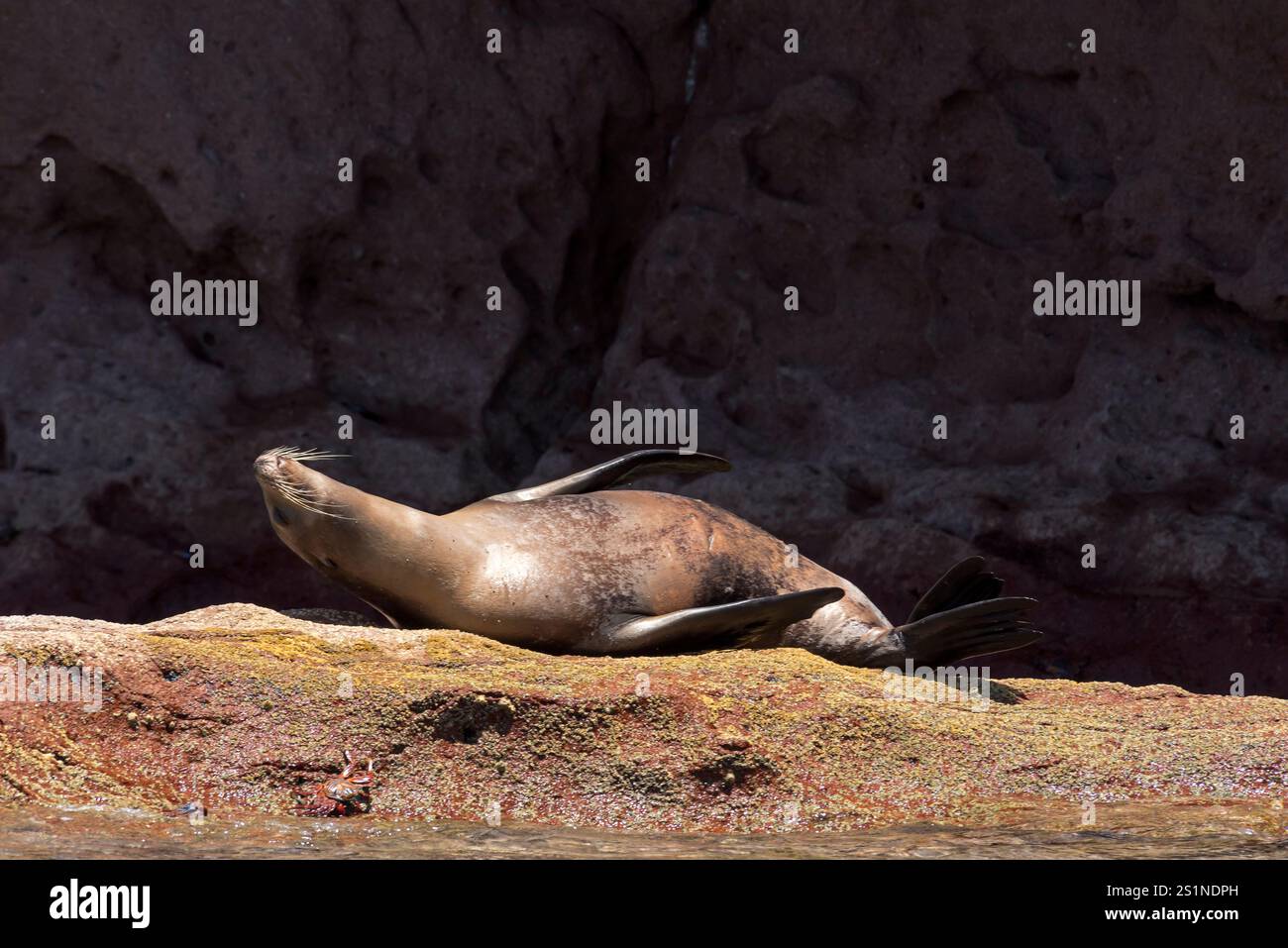 Seelöwen auf der Insel La Lobera, in der Nähe der Insel Partida, Baja California, Mexiko. Stockfoto