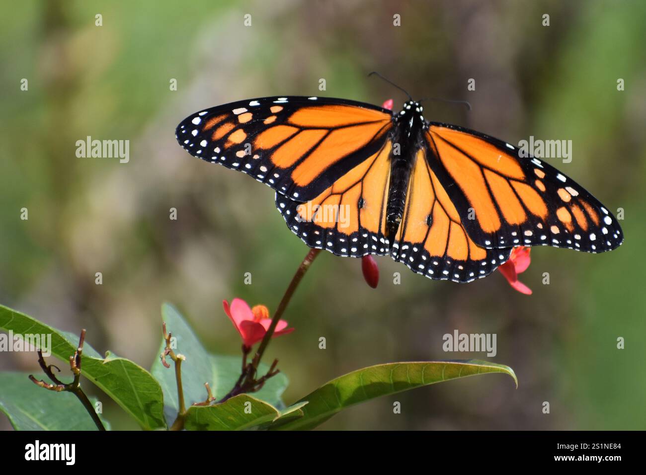 Monarch Butterfly Auf Red Flower Stockfoto
